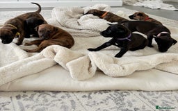 Mixed Breed dogs for sale: Pharaoh hound x whippet puppies  - Image 2