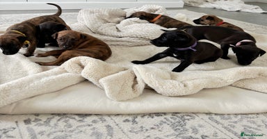 Mixed Breed dogs - Advert 15