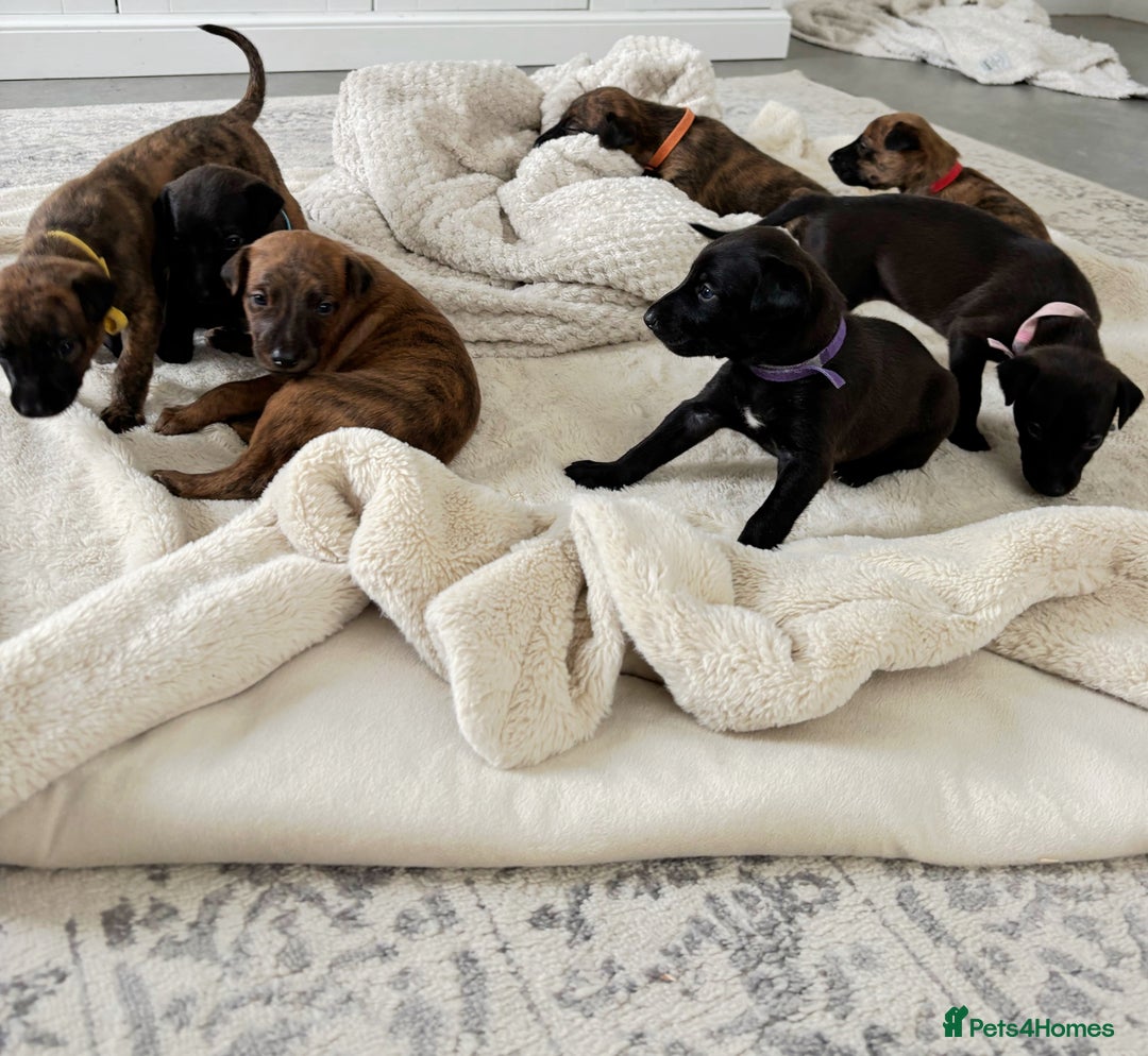 Mixed Breed dogs for sale: Pharaoh hound x whippet puppies  - Image 2
