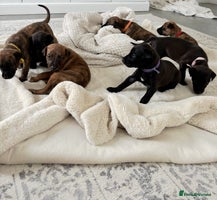 Mixed Breed dogs - Advert 15