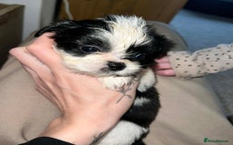 Zuchon dogs for sale: Bichon x Westie x Shih zu  - Advert 11