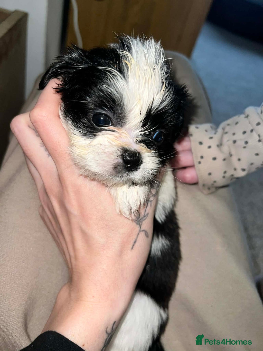 Zuchon dogs for sale: Bichon x Westie x Shih zu  - Advert 11