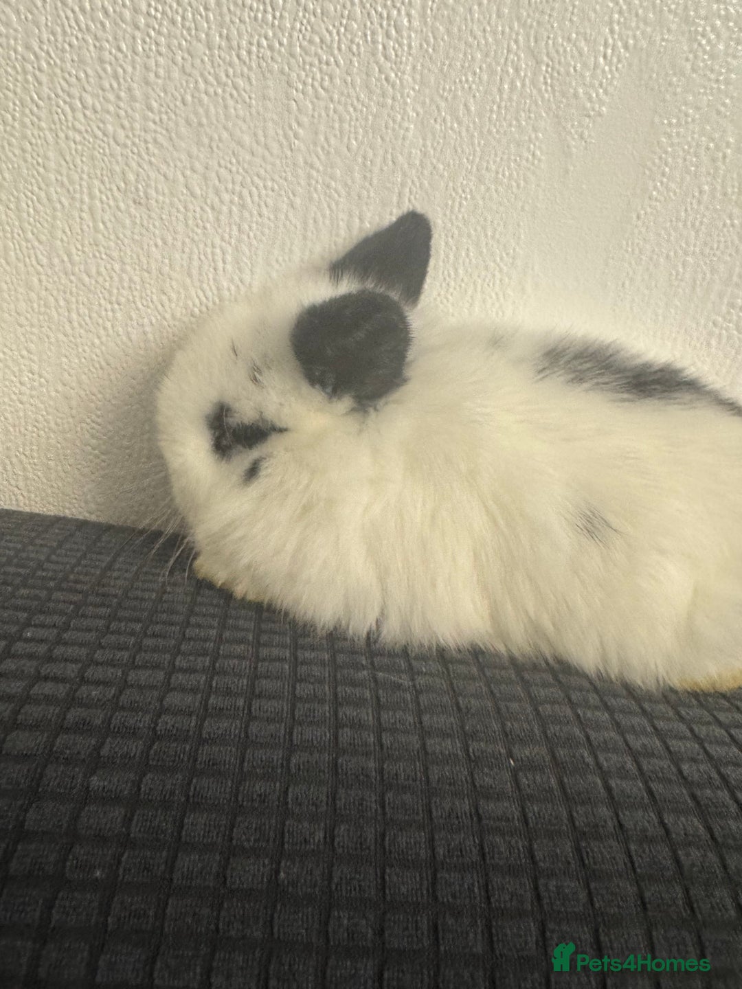 Mini Lop rabbits for sale: Baby mini lops  - Advert 5