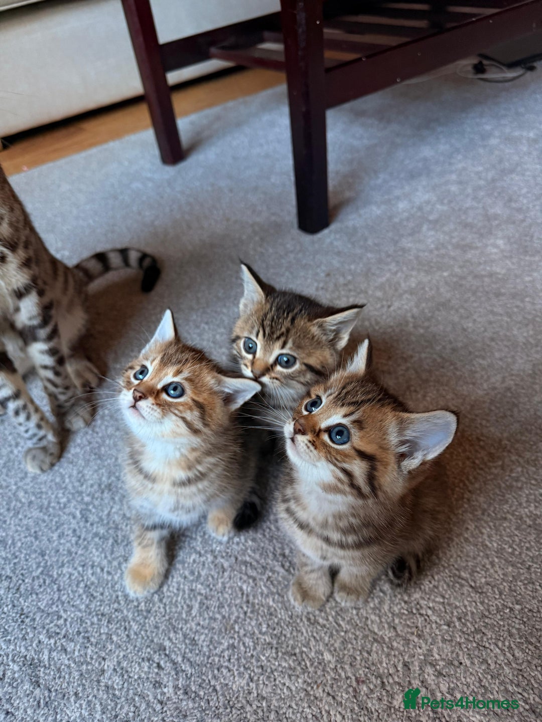 Mixed Breed cats for sale: Beautiful Ragdoll Bengal Cross Kittens - Advert 5