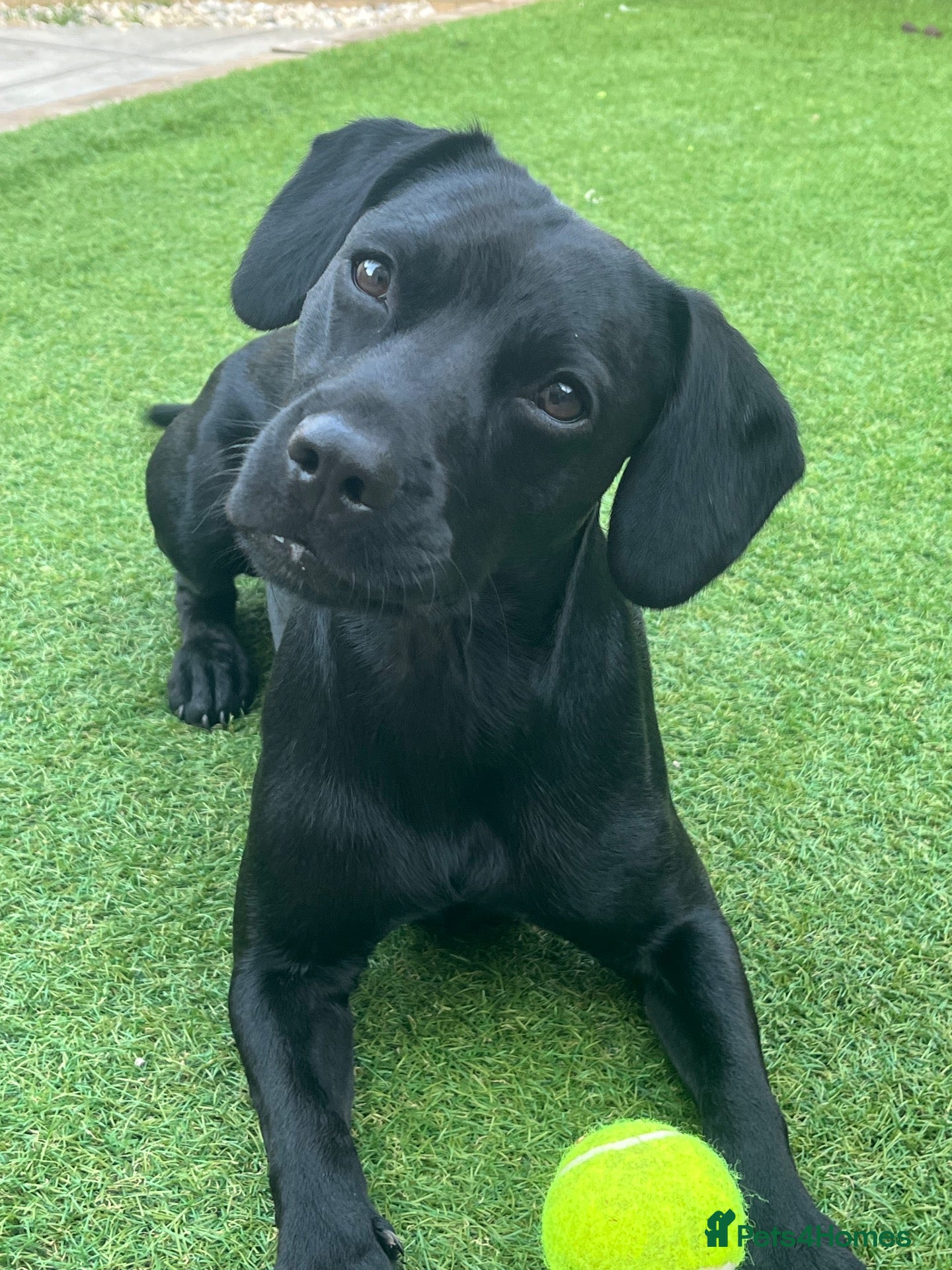Mixed Breed dogs Adorable Black Cocker Spaniel x Staffy - Advert 3