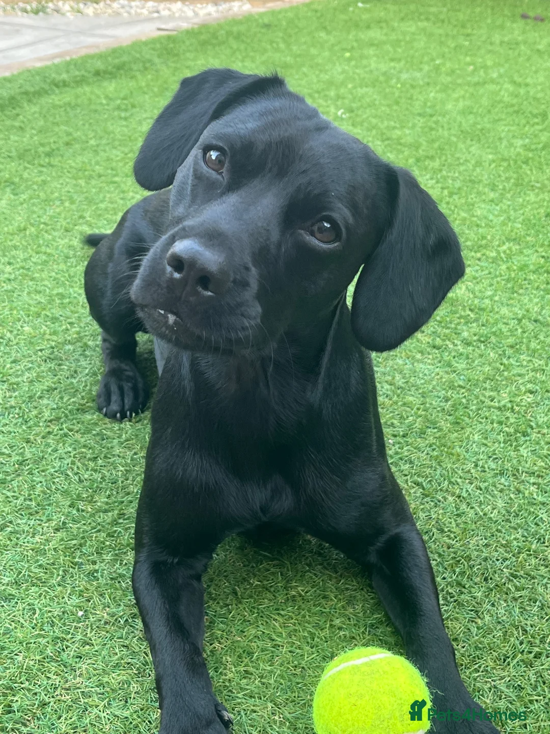 Mixed Breed dogs for sale: Adorable Black Cocker Spaniel x Staffy in Swanage - Advert 1