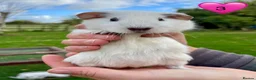 Guinea Pig rodents for sale: Californian Guinea pigs - Advert 3