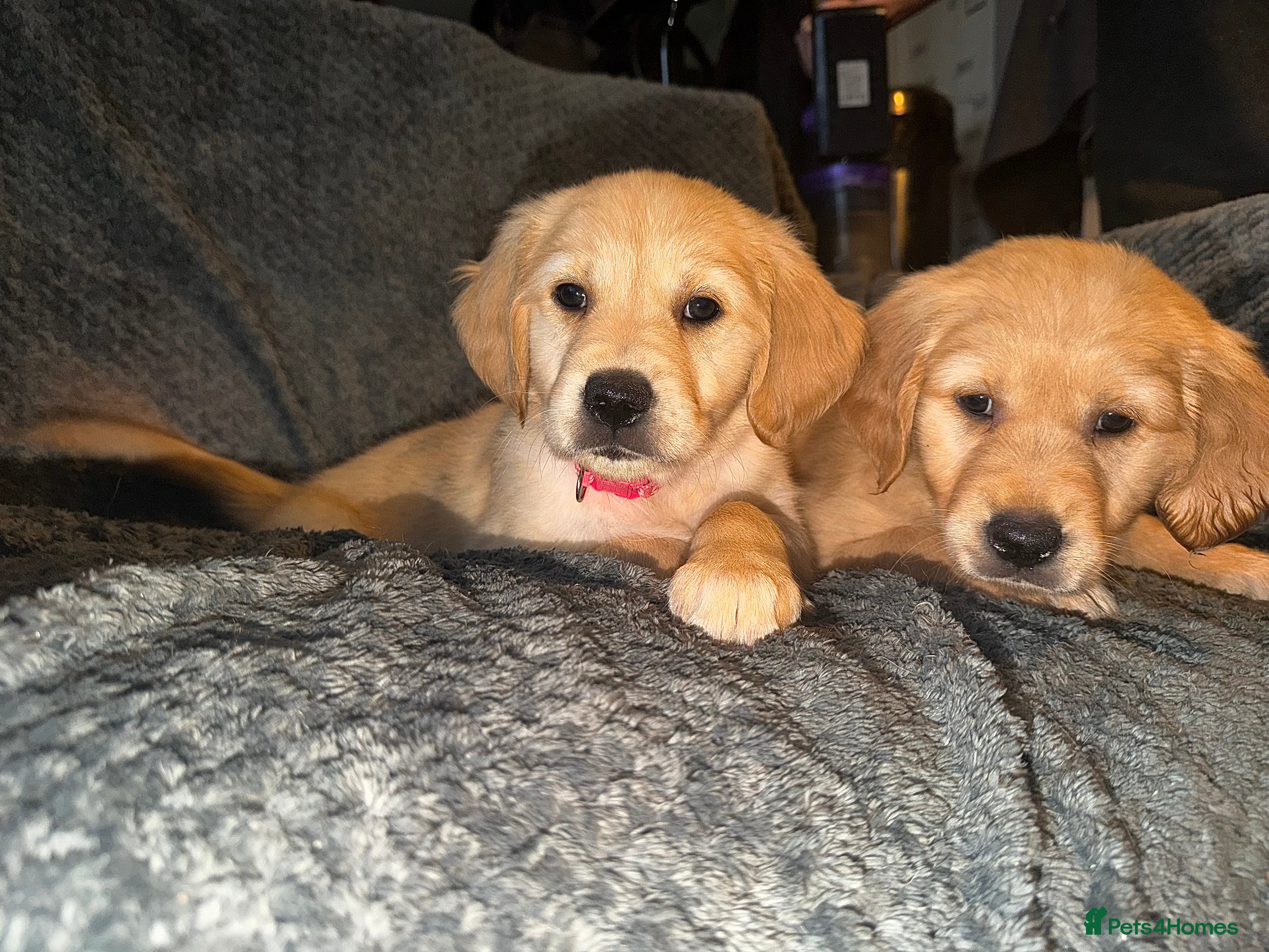 Golden Retriever dogs Beautiful KC Reg Golden Retrievers Ready This week - Advert 6