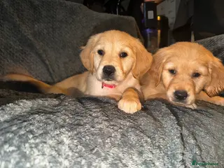 Golden Retriever dogs Beautiful KC Reg Golden Retrievers Ready This week - Advert 6
