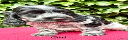 Cocker Spaniel dogs for sale: Show Type Cocker Spaniel Blue Roan - Advert 2