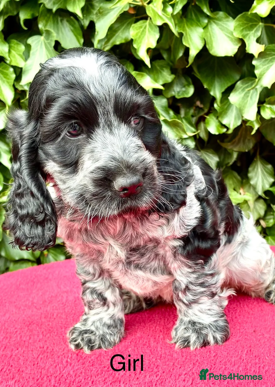 Cocker Spaniel dogs for sale: Show Type Cocker Spaniel Blue Roan - Advert 2