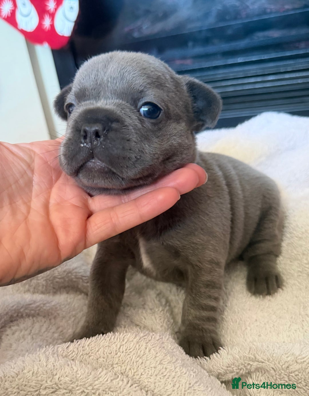 French Bulldog dogs for sale: French bulldog puppies  - Advert 8