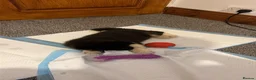 Akita dogs for sale: Beautiful Akita Puppy in Nuneaton - Advert 6