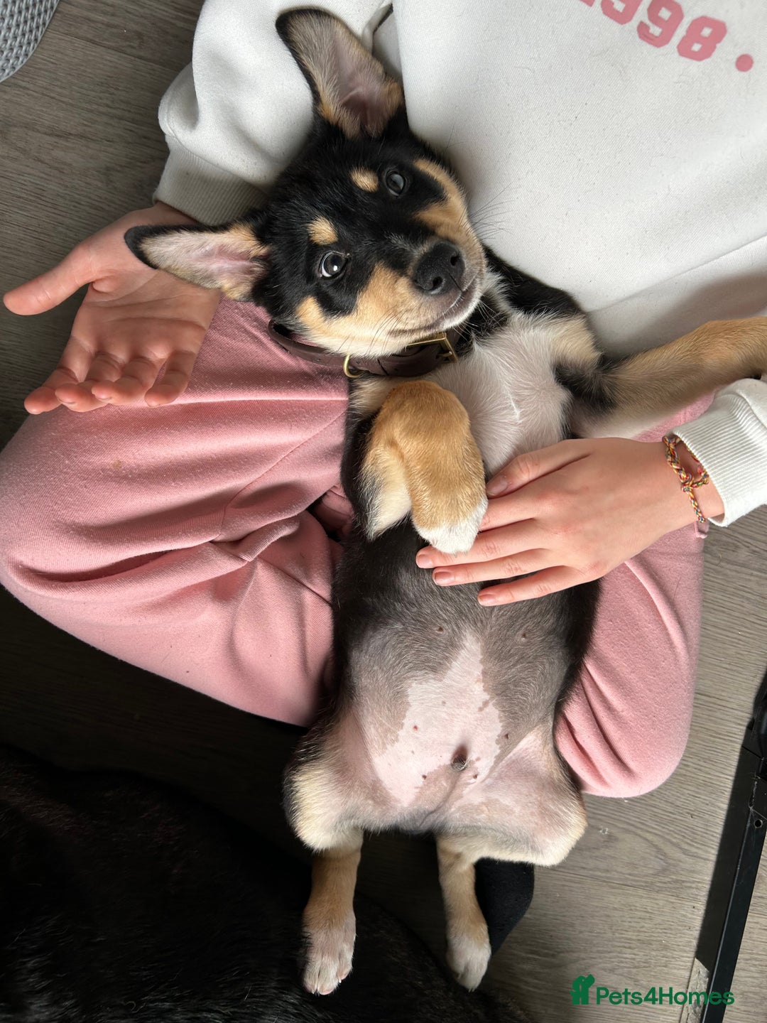 Mixed Breed dogs for sale: Our beautiful boy Koda💙 - Advert 33