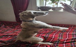 Afghan Hound dogs for sale: Amazing Afgan Hound for sale - Image 2