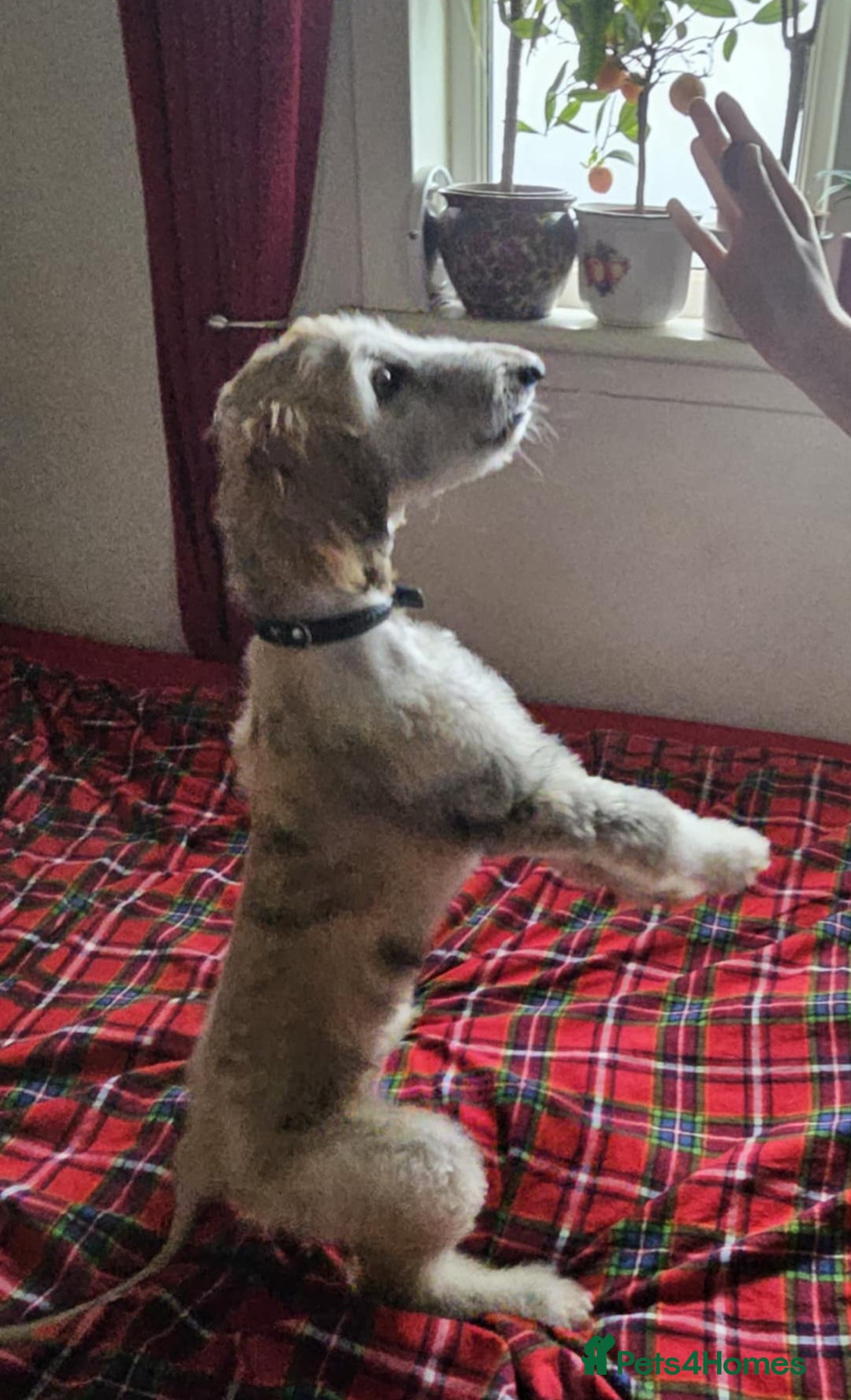 Afghan Hound dogs for sale: Amazing Afgan Hound for sale - Image 2