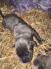 Cane Corso Puppy 7