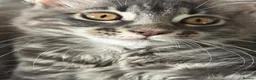 Maine Coon cats for sale: ACTIVE GCCF MAINE COON KITTENS 🐾❤️ - Advert 21