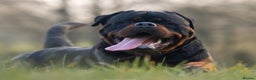 Rottweiler dogs for stud: NEW Rottweiler Stud - UK 🇬🇧 KC REG - LITTERS DUE in Chesterfield - Advert 1