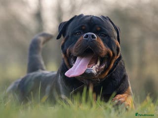 Rottweiler dogs NEW Rottweiler Stud - UK 🇬🇧 KC REG - LITTERS DUE in Chesterfield - Advert 6