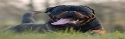 Rottweiler dogs for stud: NEW Rottweiler Stud - UK 🇬🇧 KC REG - LITTERS DUE in Chesterfield - Advert 1