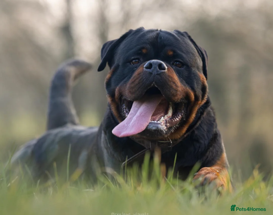 Rottweiler dogs for stud: NEW Rottweiler Stud - UK 🇬🇧 KC REG - LITTERS DUE in Chesterfield - Advert 1