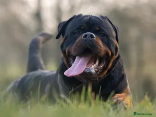 Rottweiler dogs NEW Rottweiler Stud - UK 🇬🇧 KC REG - LITTERS DUE in Chesterfield - Advert 20