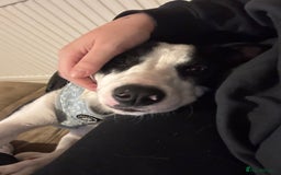 Border Collie dogs for sale: Skye Border collie - Image 5