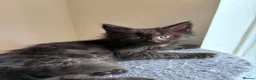 Maine Coon cats for sale: ✨ Maine Coon Kittens – Ready Now💥 in Leeds - Advert 7