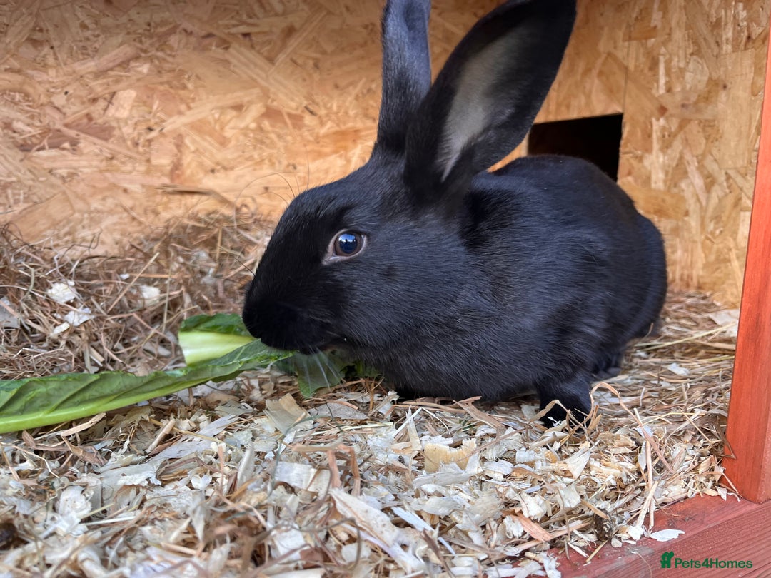 English rabbits for sale: New Zealand X English boy **READY NOW** - Image 3