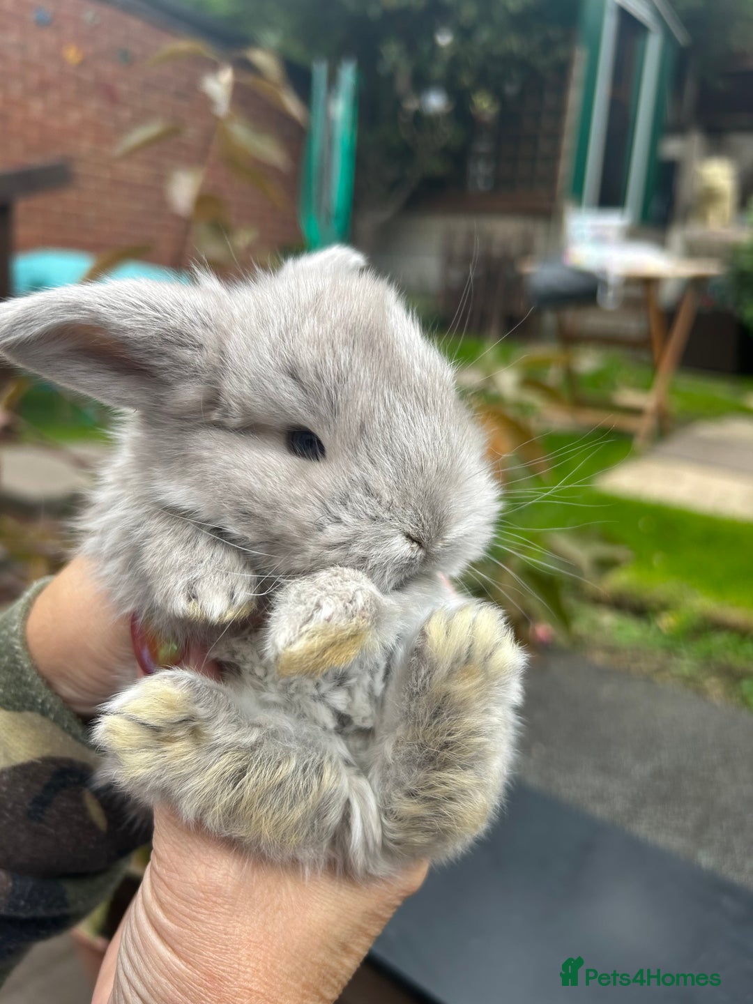 French Lop rabbits for sale: Pure French lop baby bunnies for sale  - Image 4