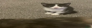 British short hair  Kitten 3