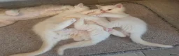 Ragdoll cats for sale: Stunning ragdoll kittens - Advert 4