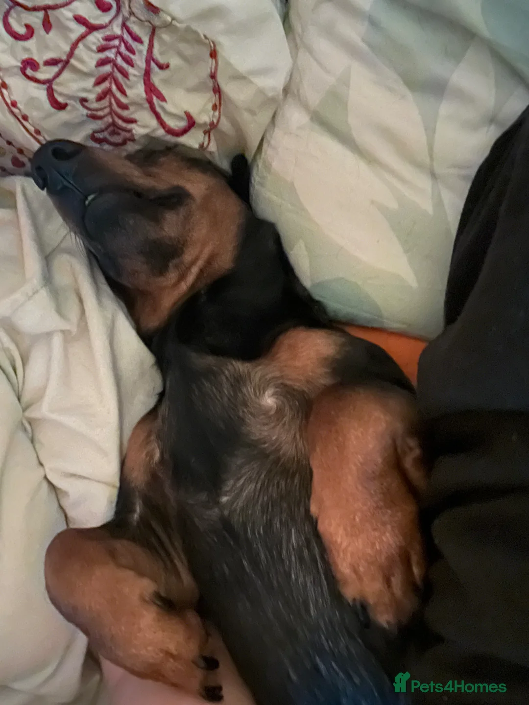Miniature Dachshund dogs for sale: Rashford looking for his forever home - Advert 2
