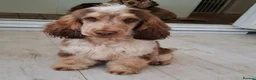 Cocker Spaniel dogs for stud: Proven, kc reg, show cocker stud  - Advert 2