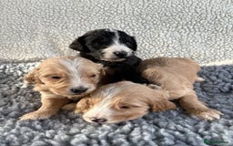 Mixed Breed dogs for sale: Bernedoodle - Image 1