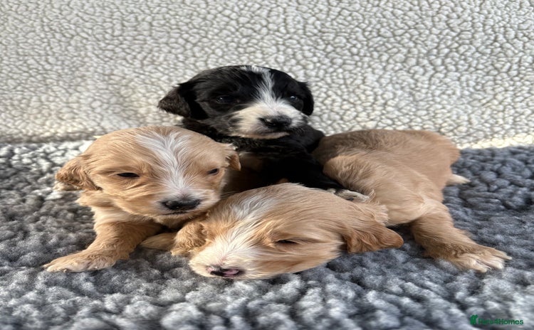 Mixed Breed dogs - Advert 2