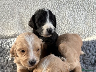 Mixed Breed dogs - Advert 1