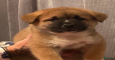 Akita dogs Akita  - Advert 8