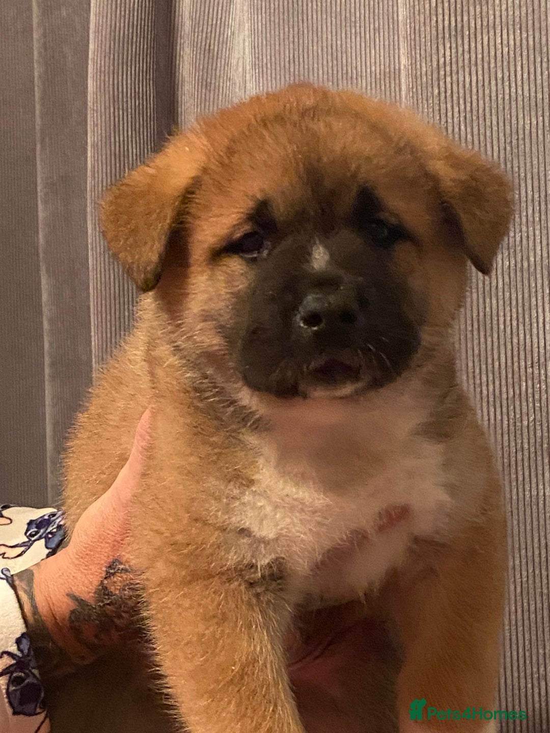 Akita dogs for sale: Akita  - Advert 1