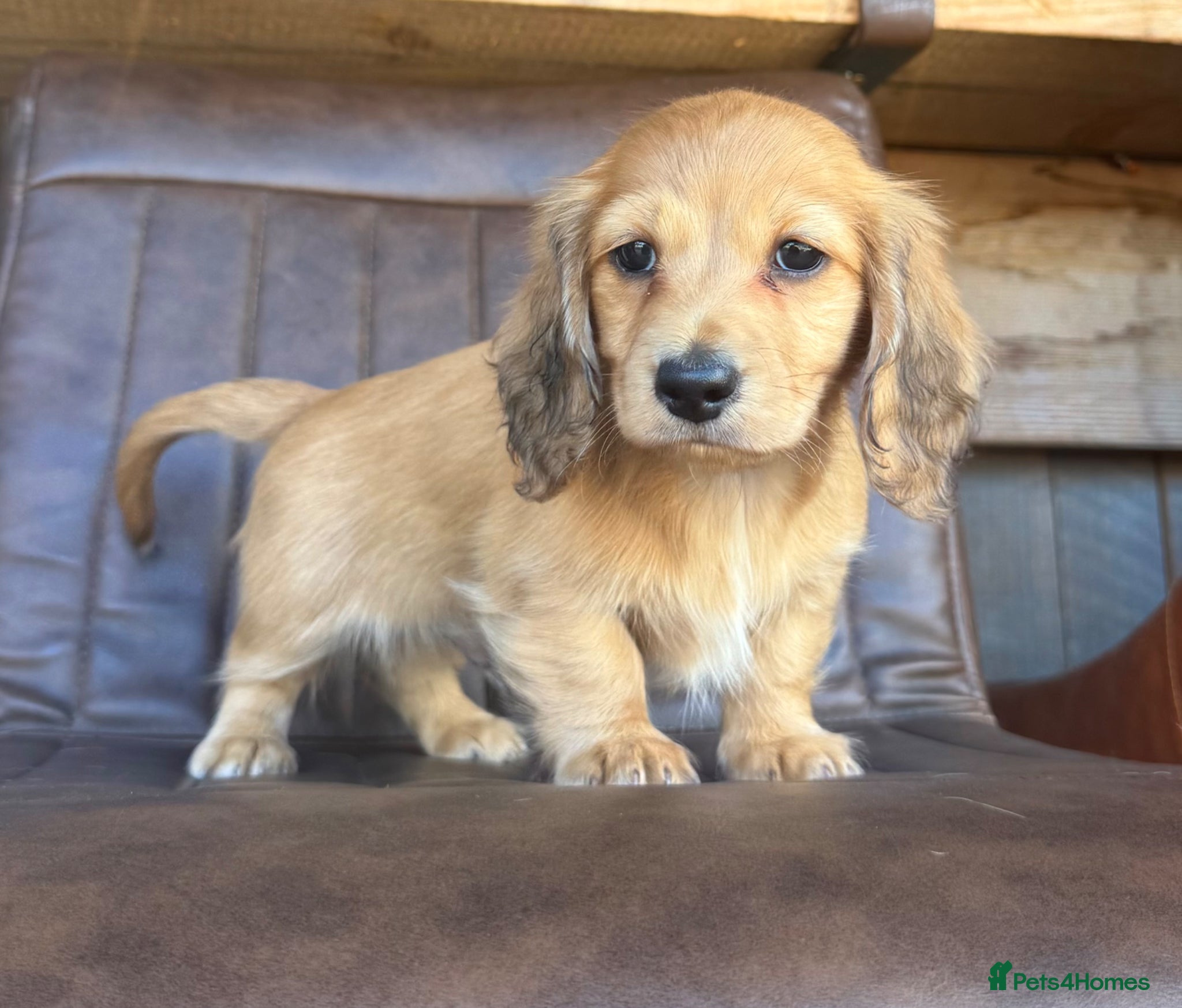 Miniature Dachshund dogs Long haired miniature dachshunds  - Advert 2