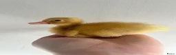 Ducks poultry for sale: Unsexed Indian Runner Ducklings - Advert 12