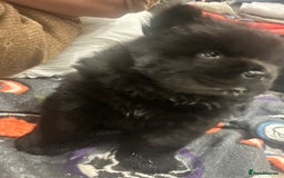 Chow Chow dogs for sale: 2 male chow chow puppies - Image 5