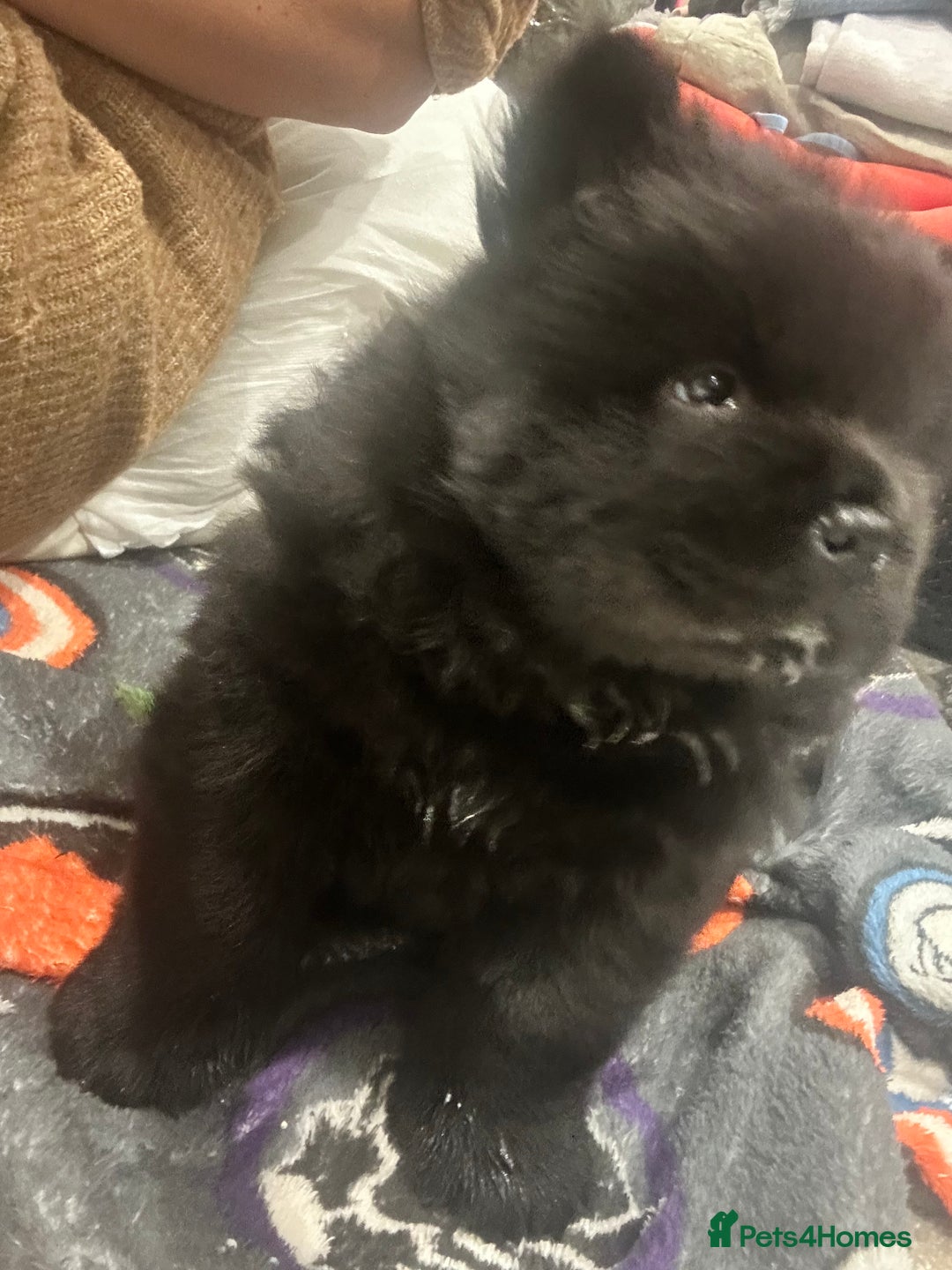 Chow Chow dogs for sale: 2 male chow chow puppies - Image 5