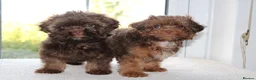 Shihpoo dogs for sale: Chocolate shihpoo’s  - Advert 10