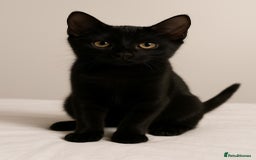 European cats for sale: URGENT: 10‑Week‑Old Tabby Needs Forever Home. - Image 1