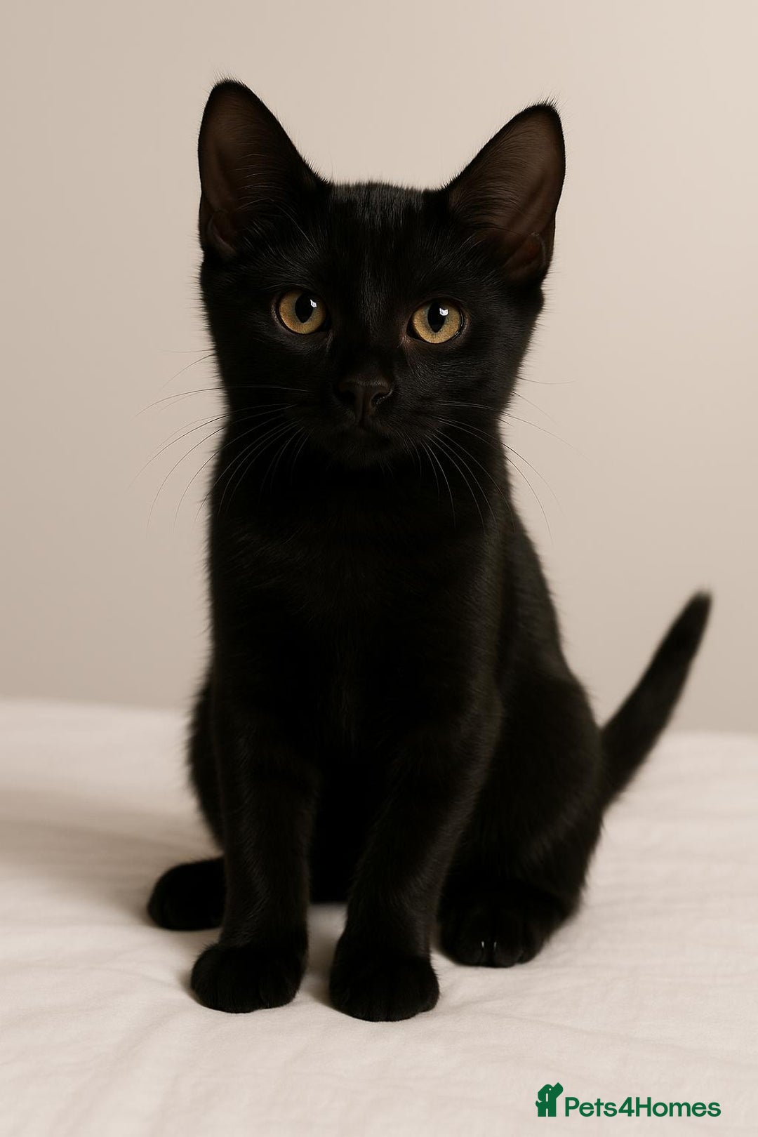 European cats for sale: URGENT: 10‑Week‑Old Tabby Needs Forever Home. - Image 1