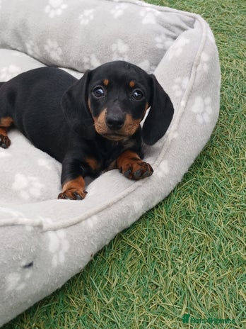 Dachshund dogs - Advert 6