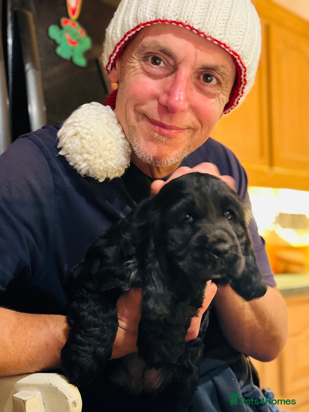 Cocker Spaniel dogs for sale: Super healthy KC Show Type from small litter - Advert 4