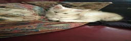 Maine Coon cats for sale: Adoreable Main Coon Kittens GCCF Reg - Advert 5